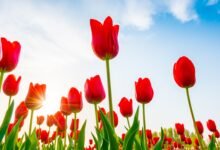 How to Grow Tulips