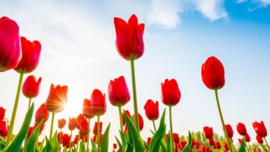 How to Grow Tulips