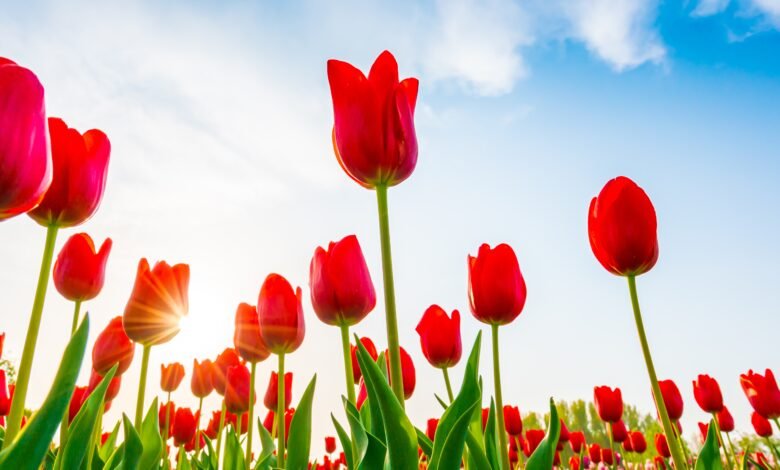 How to Grow Tulips