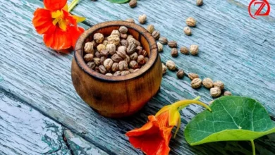 The Ultimate Guide to Growing Nasturtium Seeds for a Vibrant Garden