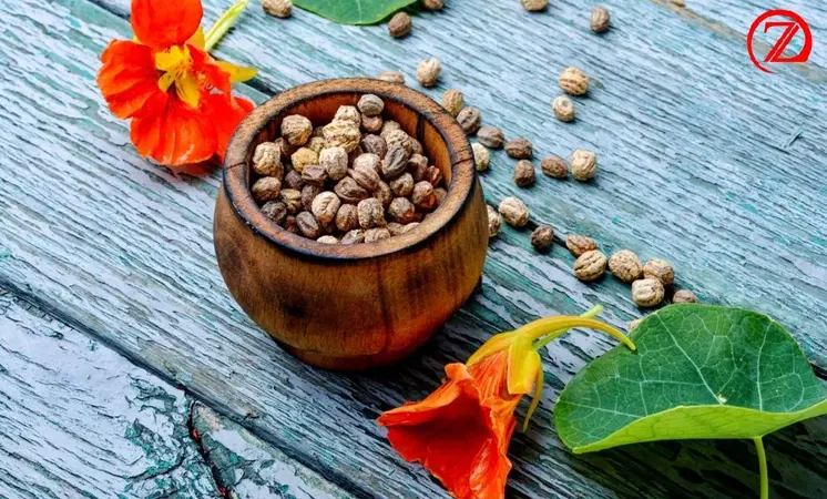 The Ultimate Guide to Growing Nasturtium Seeds for a Vibrant Garden